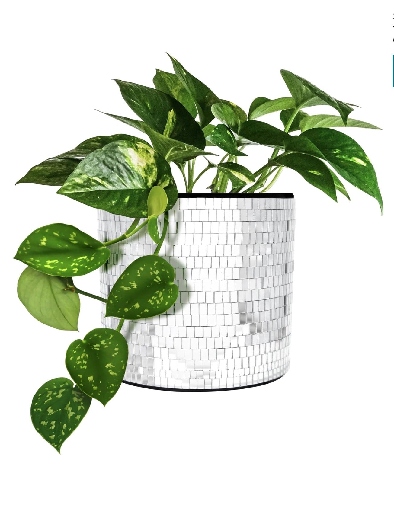 NPW - Magnetic Disco Planter - 4.5” wide