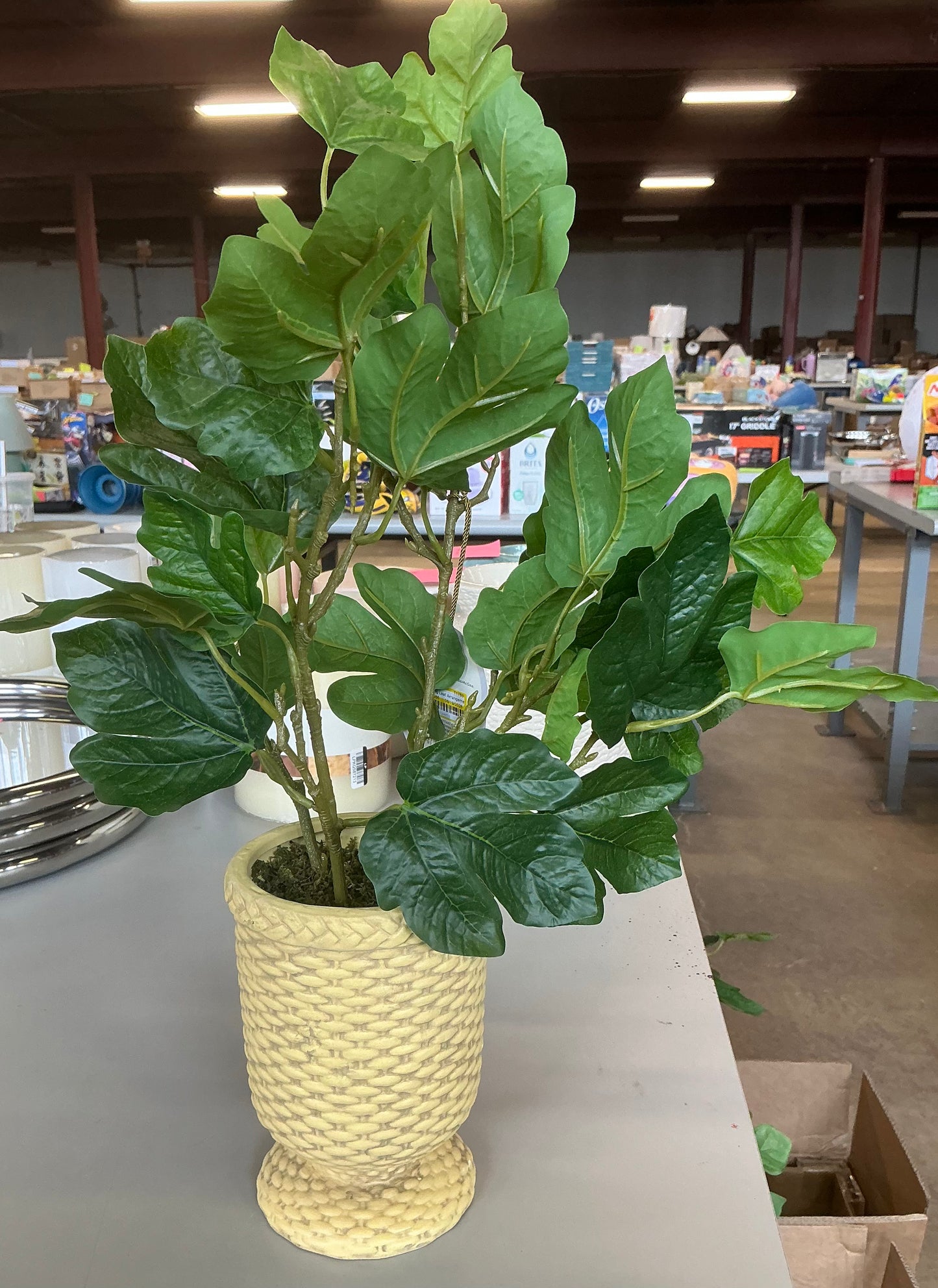 Fig leaf arrangement - AS IS - SOME MINOR COSMETIC FLAWS