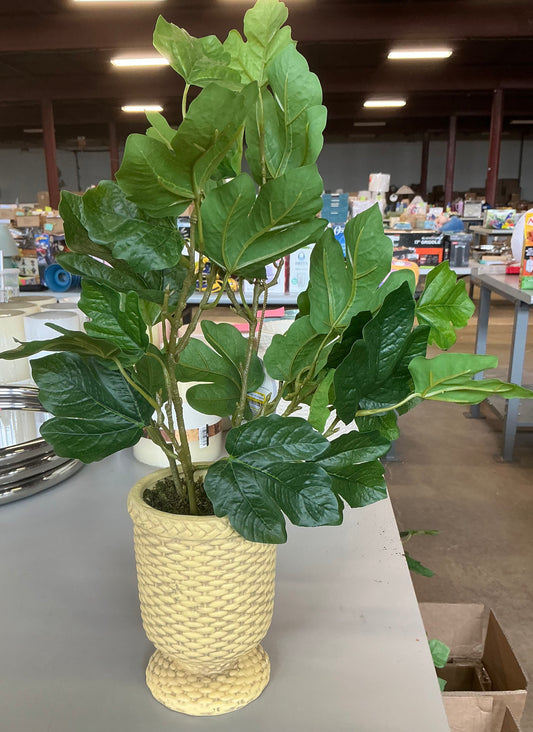 Fig leaf arrangement - AS IS - SOME MINOR COSMETIC FLAWS
