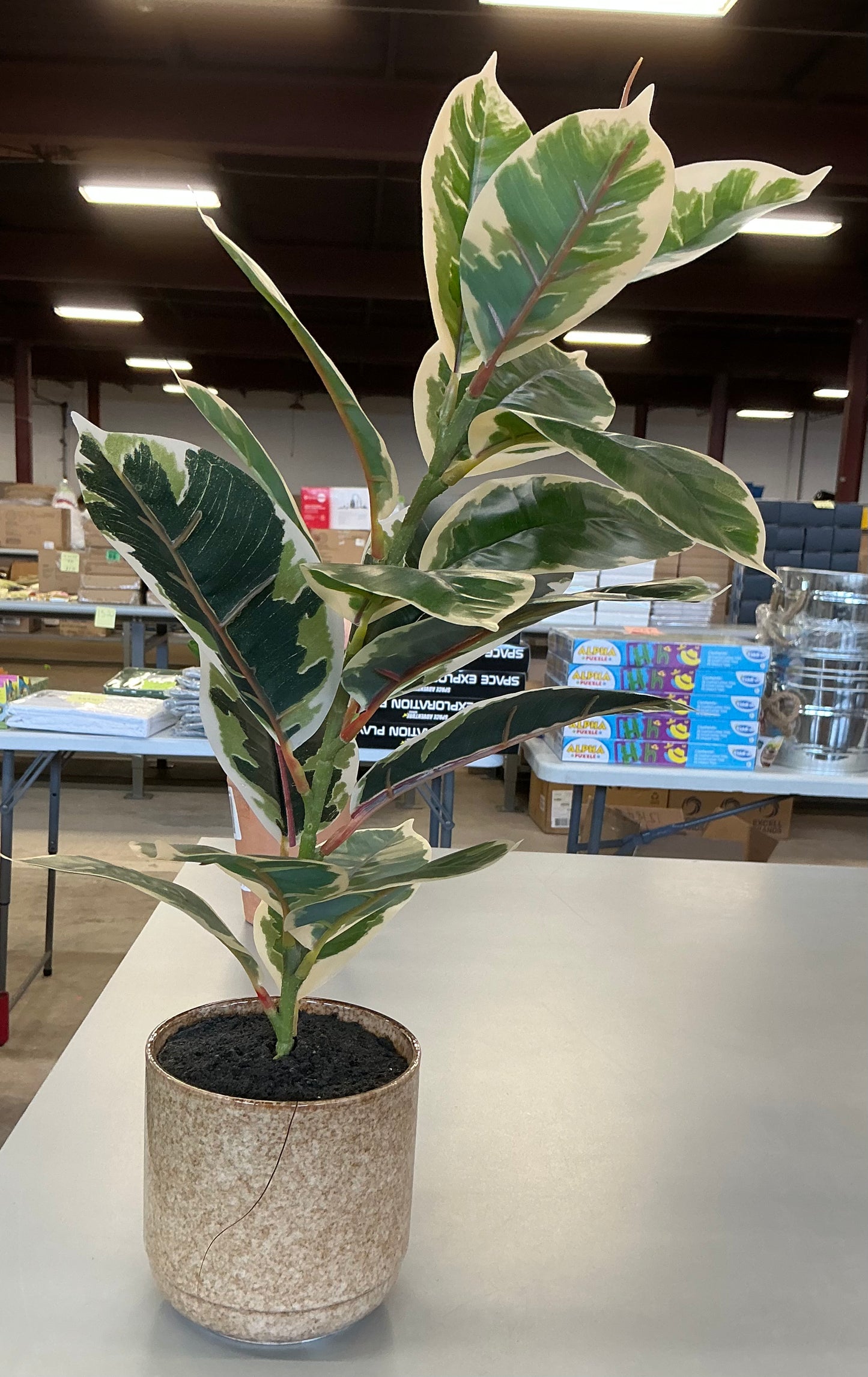 Thrifty 70- Linden Street 22in Varigated Rubber Artificial Plant- never used, it’s just a little cracked- As is- Final sale- No return