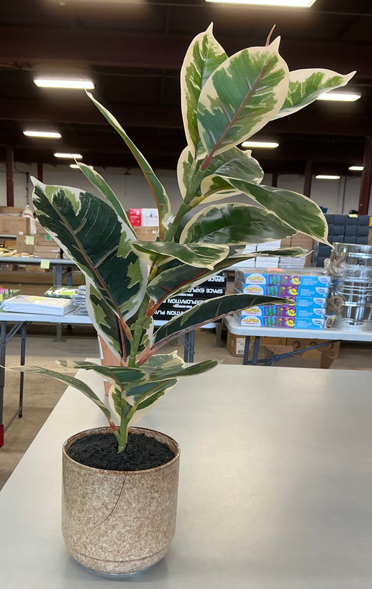 Thrifty 70- Linden Street 22in Varigated Rubber Artificial Plant- never used, it’s just a little cracked- As is- Final sale- No return