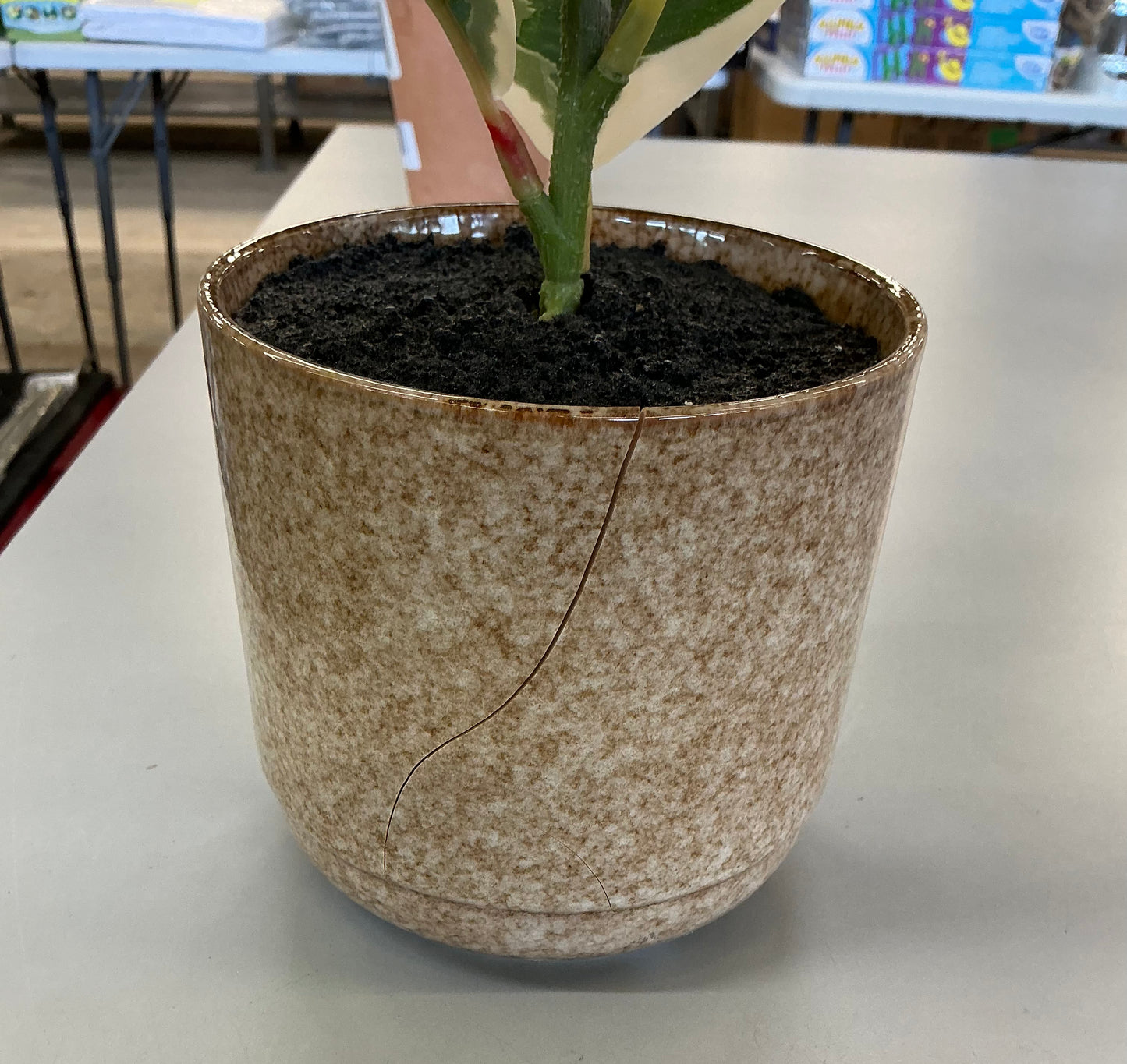 Thrifty 70- Linden Street 22in Varigated Rubber Artificial Plant- never used, it’s just a little cracked- As is- Final sale- No return