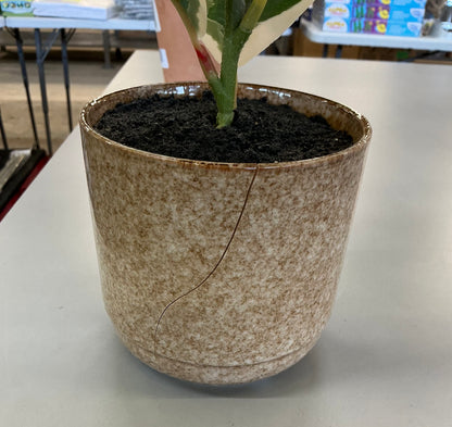 Thrifty 70- Linden Street 22in Varigated Rubber Artificial Plant- never used, it’s just a little cracked- As is- Final sale- No return