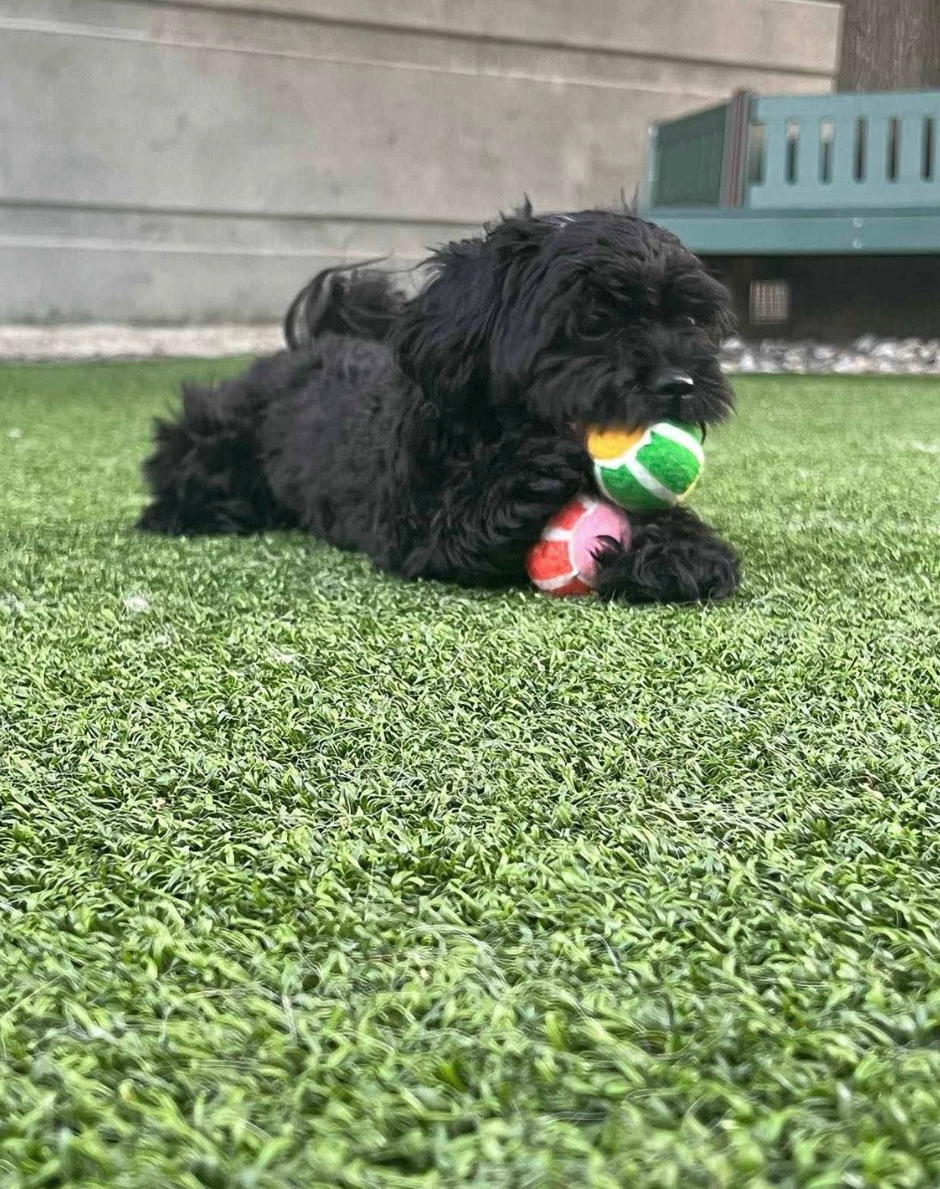 Boots & Barkley dog tennis ball toys available in a 4-pack