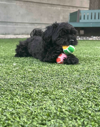 Boots & Barkley dog tennis ball toys available in a 4-pack