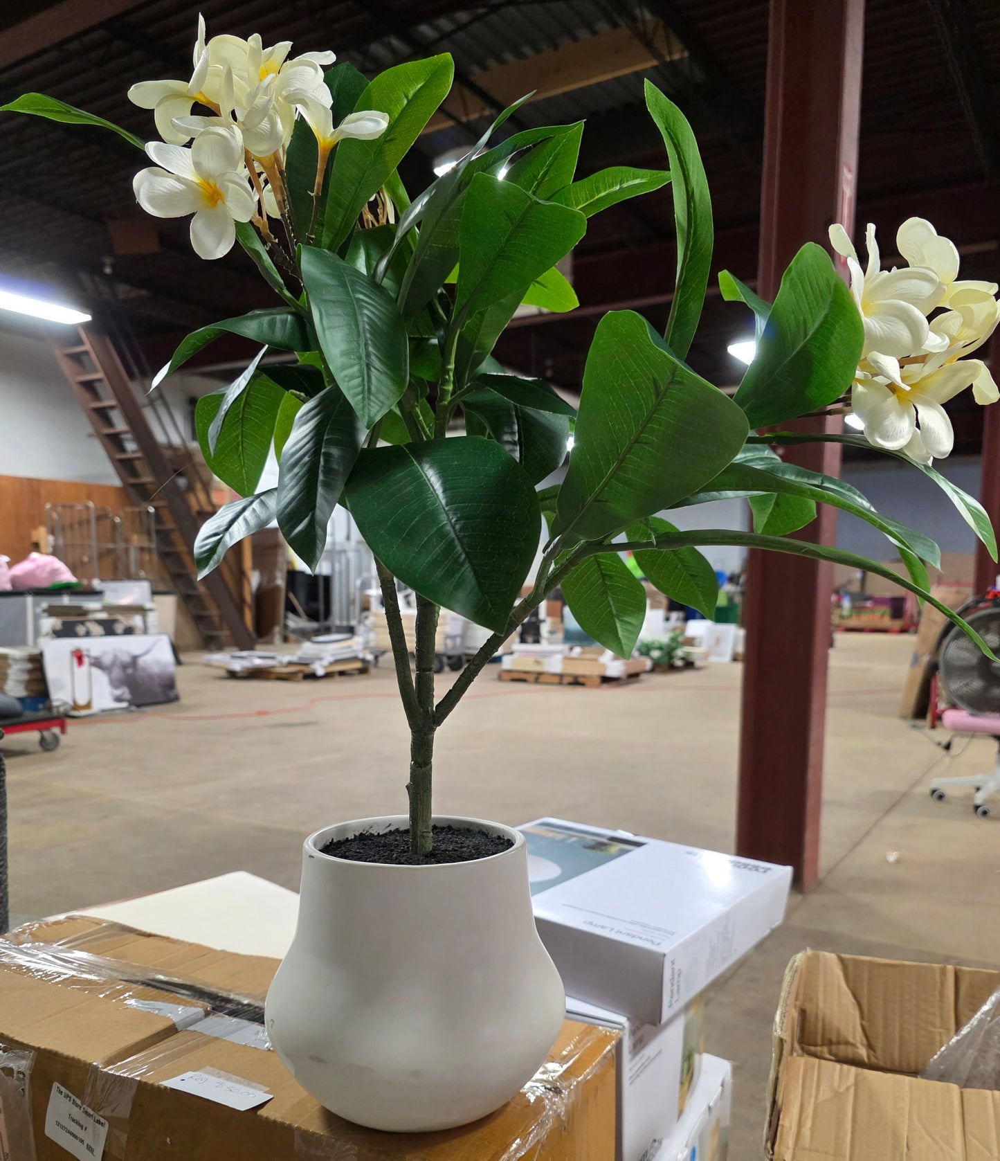 26" Artificial Potted Plumeria - PICKUP ONLY