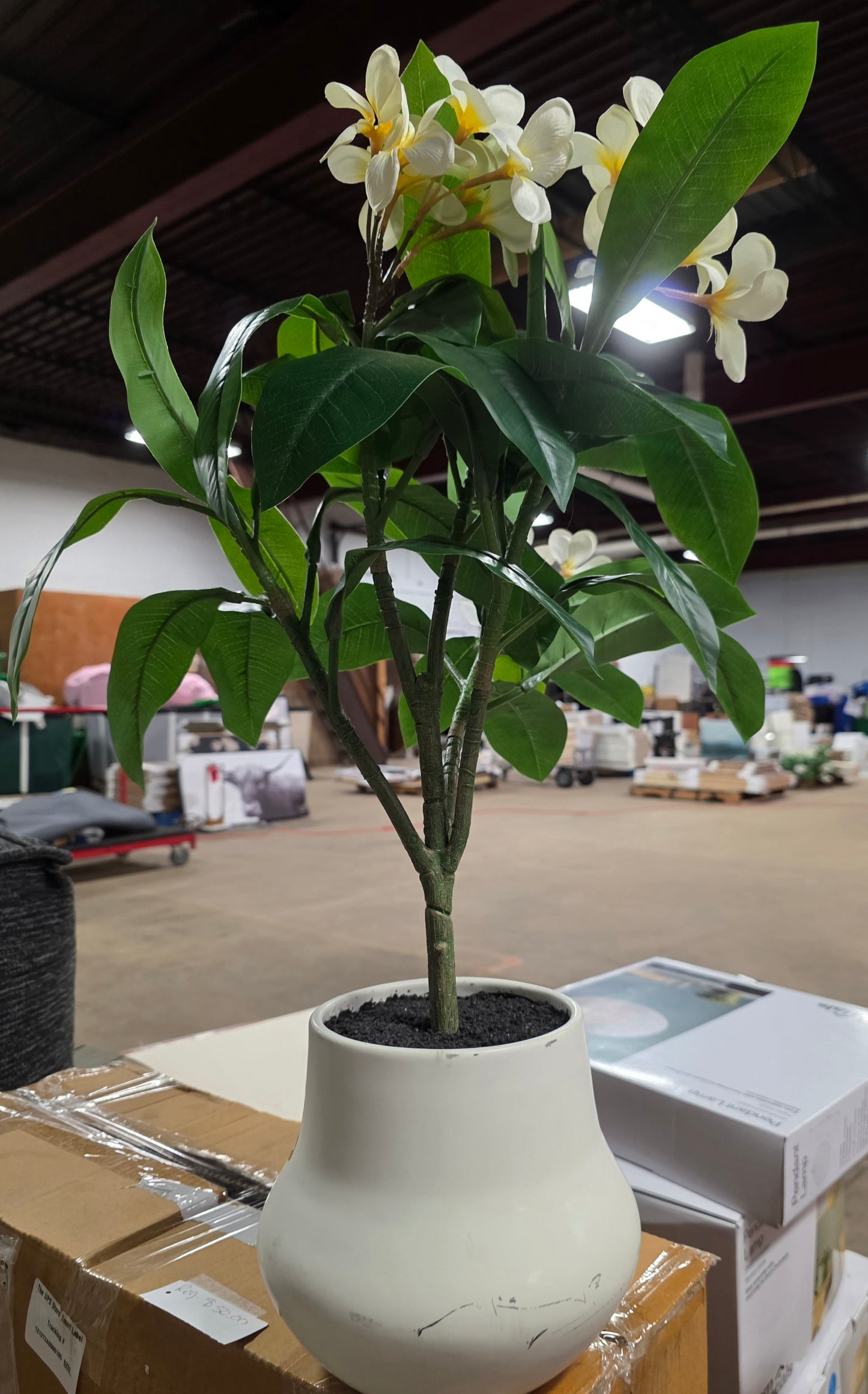 26" Artificial Potted Plumeria - PICKUP ONLY