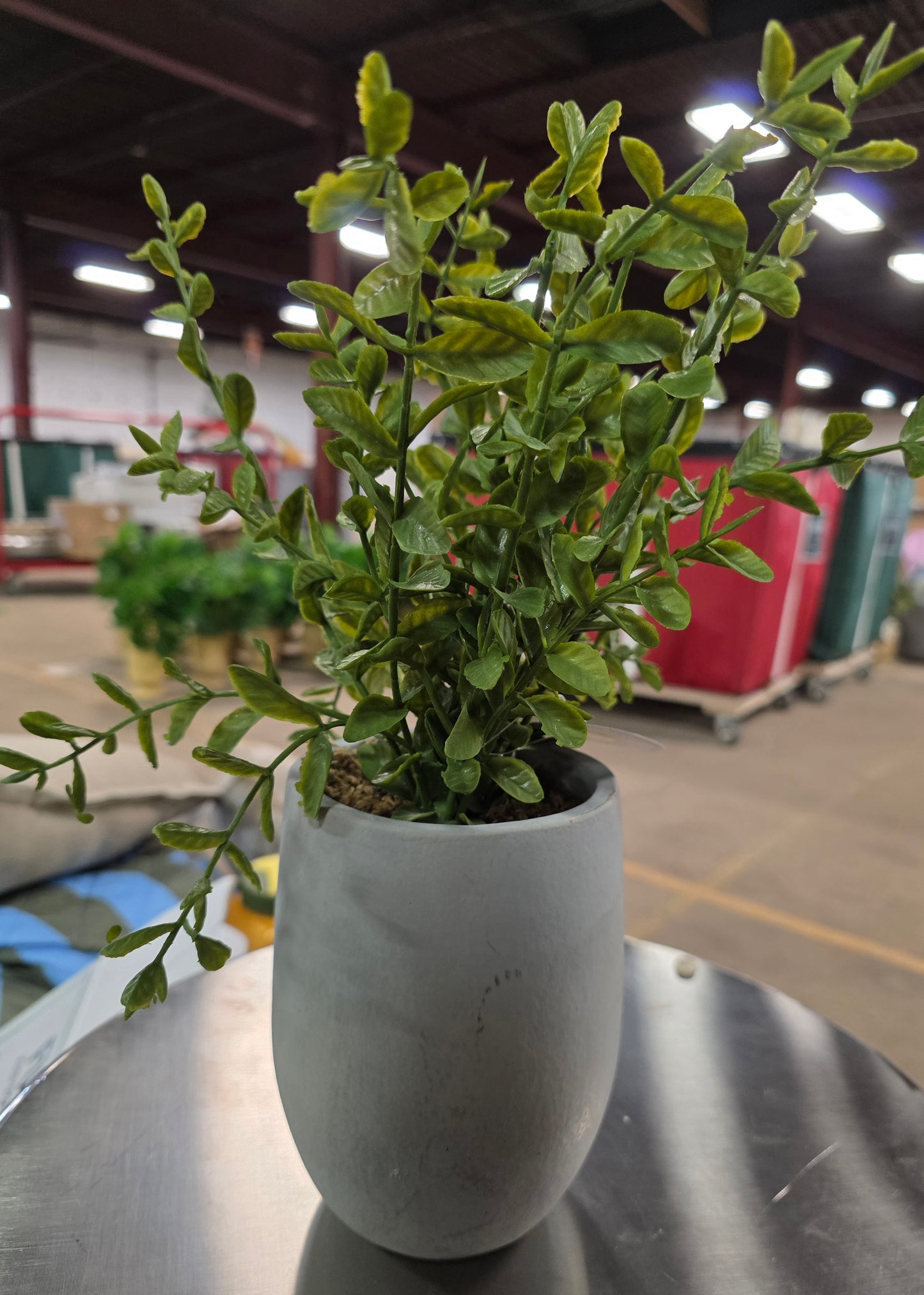 14" Artificial Potted Privet - Threshold™ designed with Studio McGee