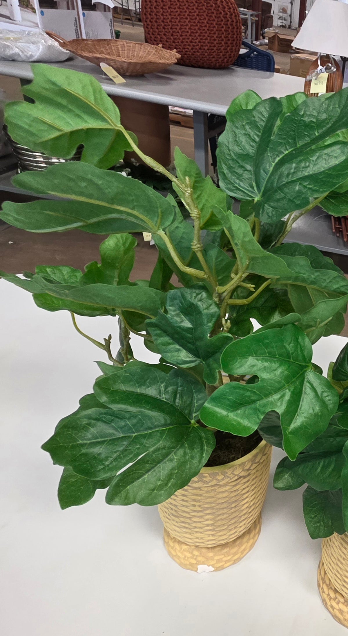 Faux Fig Leaf Arrangement 21" Studio McGee AS-IS