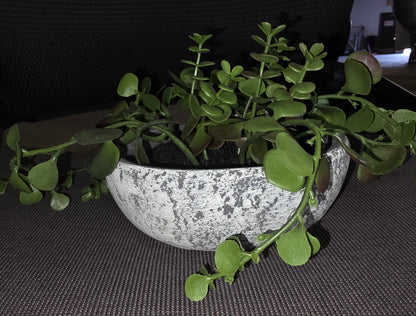 Faux Plant Troll8ng Sedum by Studio McGee AS-IS