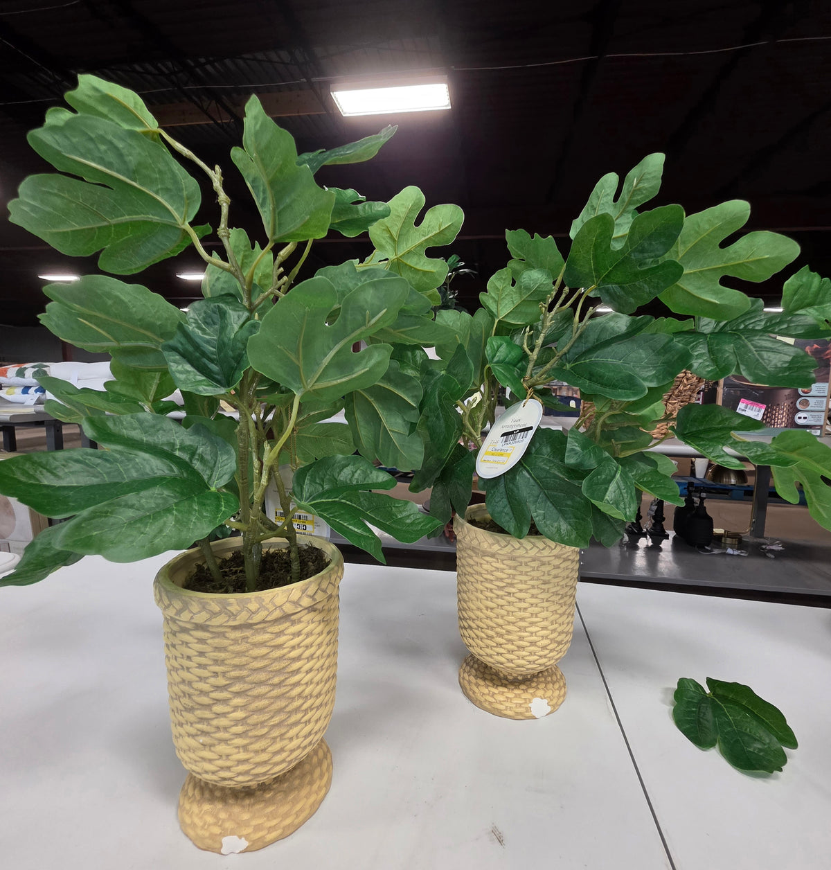 Faux Fig Leaf Arrangement 21" Studio McGee AS-IS